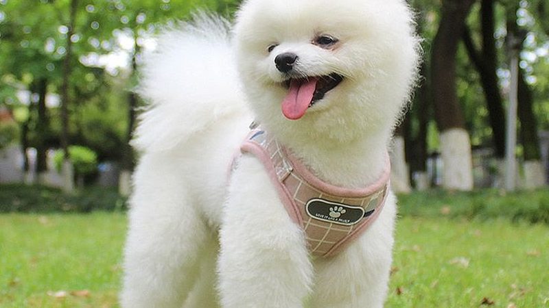 小标题：定制化需求日益增长
